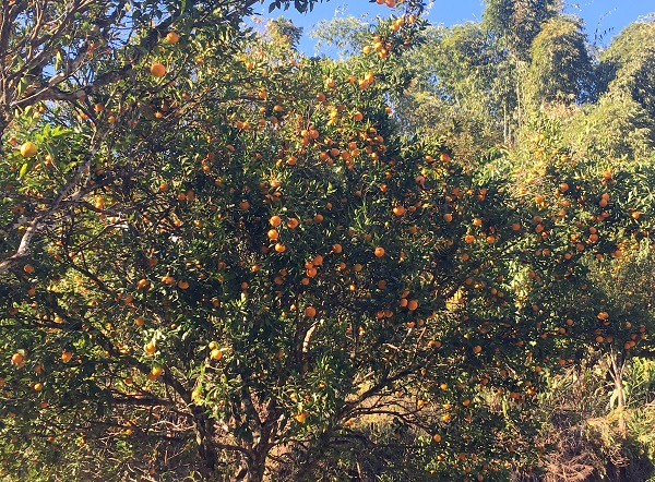 6-Pelling-Orange Gardens (3)